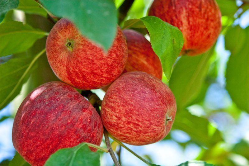 5 trái cây phổ biến tại Bồ Đào Nha vào mùa thu